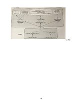 Referāts 'Nealkohola taukaina aknu slimība', 16.