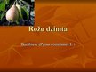 Prezentācija 'Rožu dzimta, bumbieris', 1.