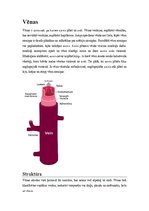 Konspekts 'Vēnas, artērijas, muguras smadzenes', 3.