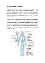 Konspekts 'Vēnas, artērijas, muguras smadzenes', 11.