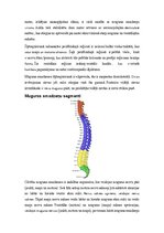 Konspekts 'Vēnas, artērijas, muguras smadzenes', 13.