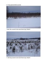 Referāts 'Meži Latvijā un Ludzas Kārsavas novadā', 37.