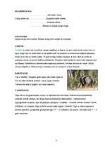 Referāts 'Ziloņi', 3.