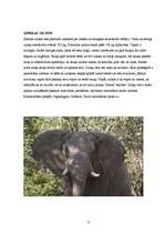 Referāts 'Ziloņi', 4.