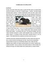 Referāts 'Ziloņi', 5.