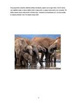 Referāts 'Ziloņi', 8.