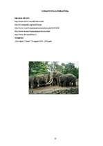 Referāts 'Ziloņi', 10.