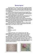 Konspekts 'Šķidrās tapetes', 1.