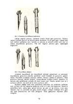 Referāts 'Ceriņu pavairošana', 16.