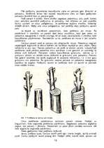 Referāts 'Ceriņu pavairošana', 17.