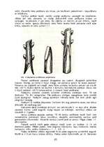 Referāts 'Ceriņu pavairošana', 18.