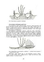 Referāts 'Ceriņu pavairošana', 21.