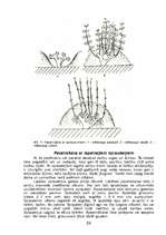 Referāts 'Ceriņu pavairošana', 24.