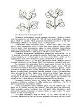 Referāts 'Ceriņu pavairošana', 25.