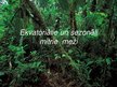Prezentācija 'Ekvatoriālie un sezonāli mitrie meži', 1.