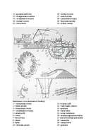 Konspekts 'Daudzkausu rotora ekskavators, pneimoriteņu veltnis', 3.