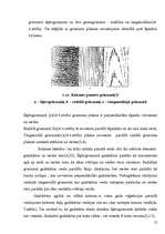 Referāts 'Koksne un tās īpašības', 12.