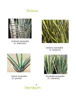 Konspekts 'Līdakaste', 7.