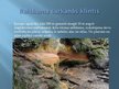 Prezentācija 'Latvijas skaistākās upes: Daugava un Gauja', 14.
