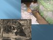 Prezentācija 'Latvijas skaistākās upes: Daugava un Gauja', 18.