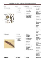 Konspekts 'Dzīvnieku tipu pazīmju salīdzinājums', 1.