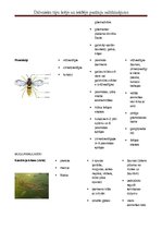 Konspekts 'Dzīvnieku tipu pazīmju salīdzinājums', 3.