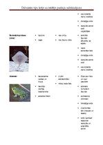 Konspekts 'Dzīvnieku tipu pazīmju salīdzinājums', 4.