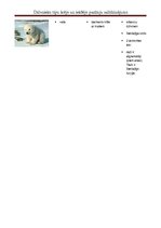 Konspekts 'Dzīvnieku tipu pazīmju salīdzinājums', 6.