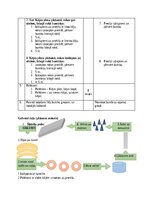 Konspekts 'Pirmsskolas izglītības 3. posma sporta nodarbības konspekts', 4.