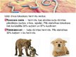 Prezentācija 'Toksokaroze', 3.