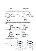 Referāts 'Fermenti', 7.