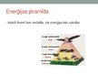 Prezentācija 'Barības tīkli ekosistēmās un ekoloģiskā piramīda', 12.