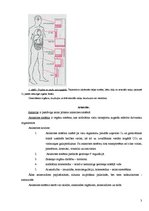 Referāts 'Asinsrite', 3.