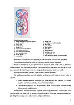 Referāts 'Asinsrite', 4.