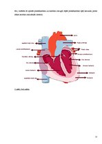 Referāts 'Asinsrite', 10.