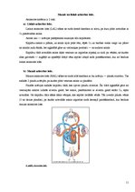 Referāts 'Asinsrite', 11.