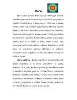 Referāts 'Saules sistēma', 15.