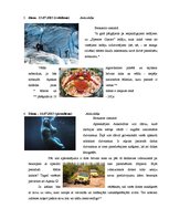 Referāts 'Ceļojuma maršruta izstrāde uz Aļasku', 13.