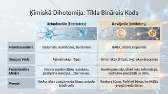 Prezentācija 'Starpneironi: neirālo tīklu arhitekti', 4.