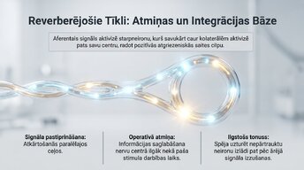 Prezentācija 'Starpneironi: neirālo tīklu arhitekti', 8.