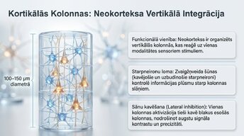 Prezentācija 'Starpneironi: neirālo tīklu arhitekti', 9.