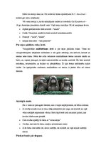 Konspekts 'Roku žesti', 11.