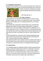 Referāts 'Kafijas lietošana un veselība', 6.