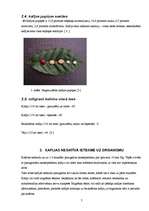 Referāts 'Kafijas lietošana un veselība', 7.