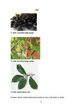 Referāts 'Kafijas lietošana un veselība', 22.