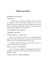 Konspekts 'Dendrofāgo kukaiņu ietekme uz priežu jaunaudžu sanitāro stāvokli', 4.