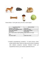 Prakses atskaite 'Prakses mape logopēdiskajā punktā', 30.