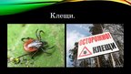 Prezentācija 'Клещи', 2.