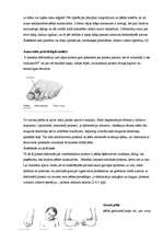 Referāts 'Pēdu pediatrija. Plakanā pēda', 6.