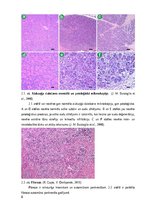 Referāts 'Kaķu pankreatīts', 8.